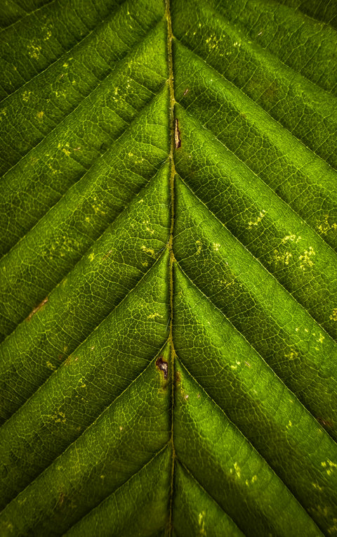 Primo piano venature foglia verde